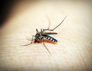 prevencao-contra-a-dengue-zika-e-chikungunya